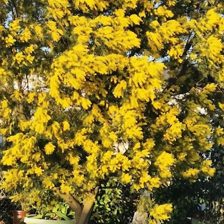 Cathares Holidays Konukevi Carcassonne