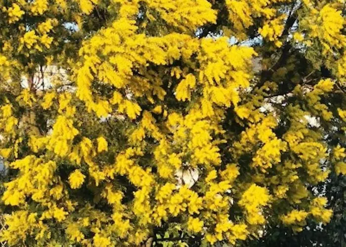 Cathares Holidays Guest house Carcassonne